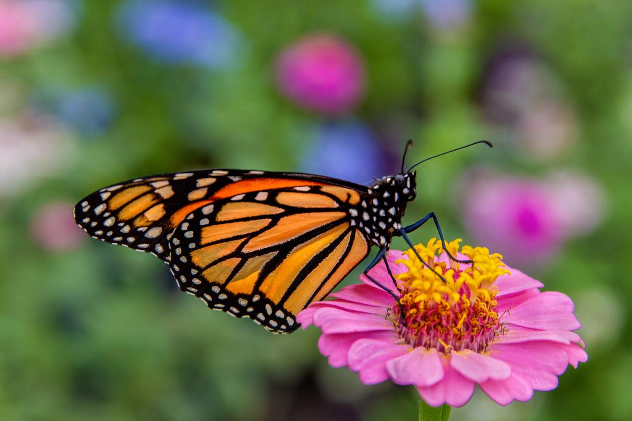 An orange monarch butterfly lands atop a pink flower in a garden.