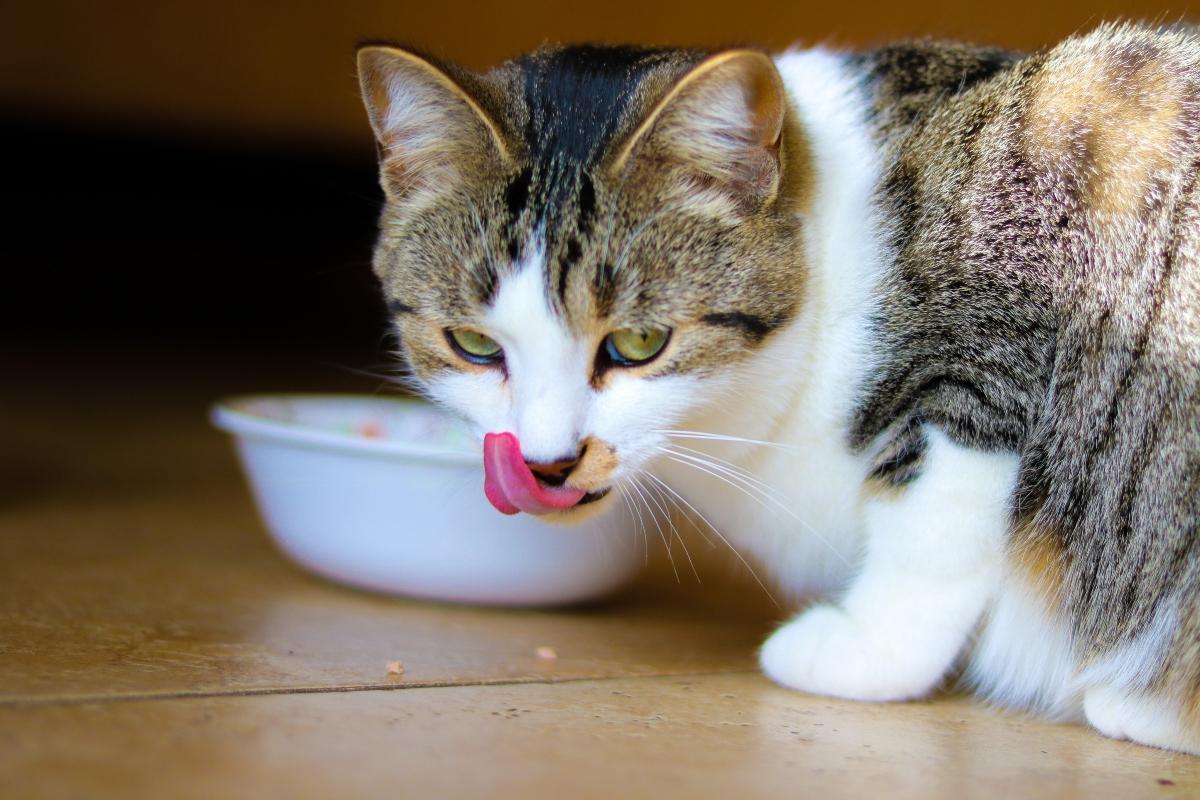 White, grey and brown cat licking its mouth.