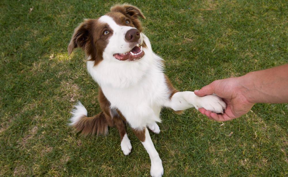 A Border Collie shaking hands with a person. 