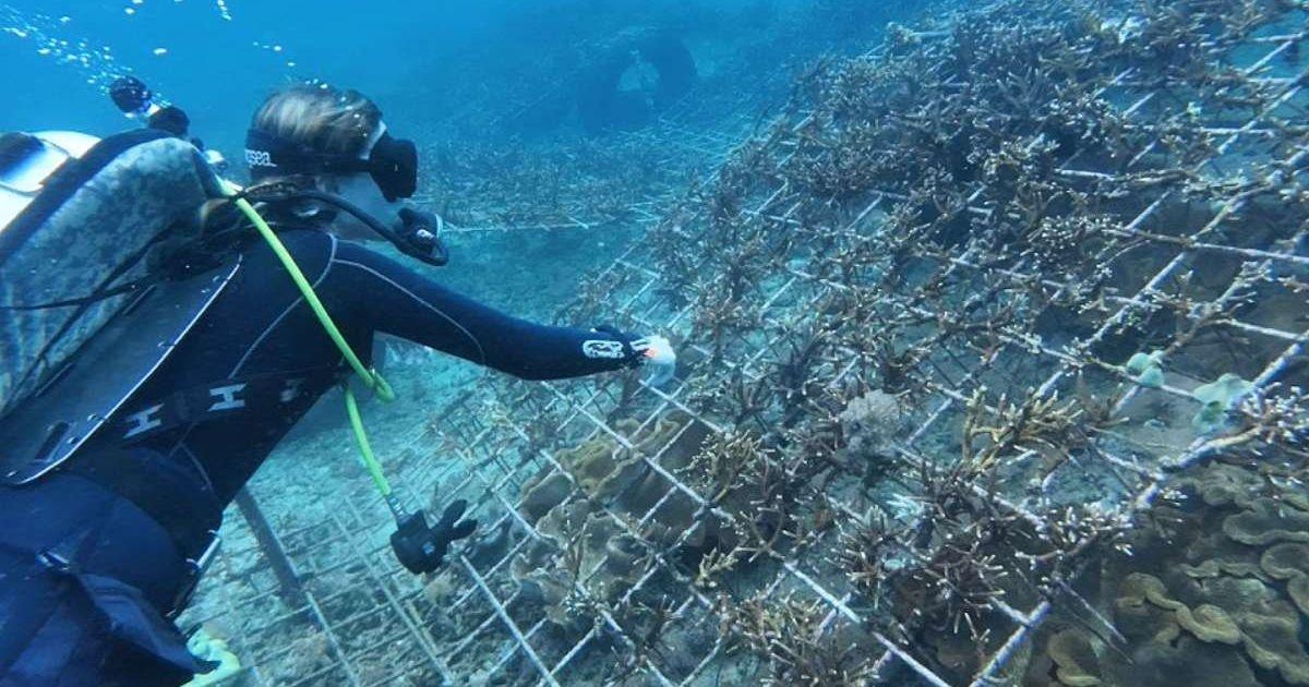 A woman planting corals in Padangbai, Bali. (Cover Image Source: Facebook | LivingSeas)
