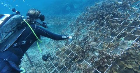 A woman planting corals in Padangbai, Bali. (Cover Image Source: Facebook | LivingSeas)