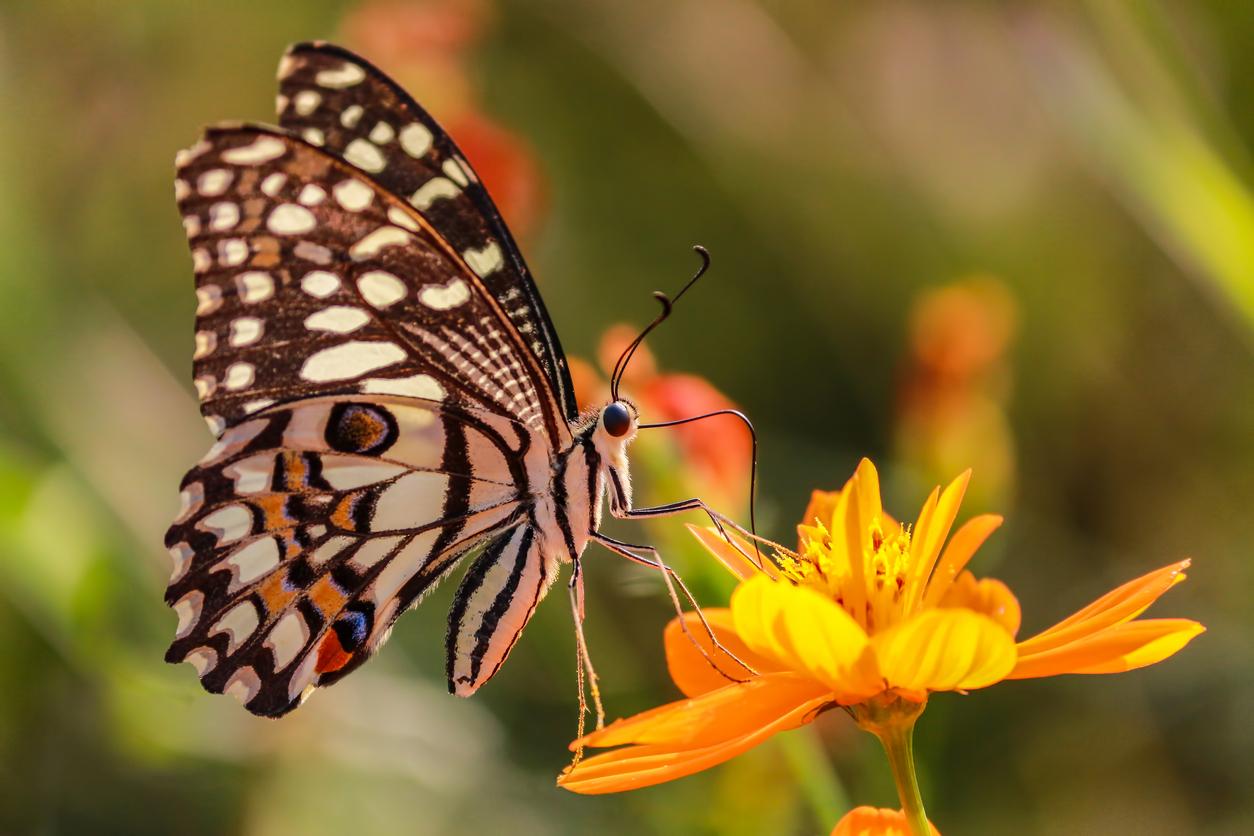 Brown and white butterfly pollinating an orange flower. 