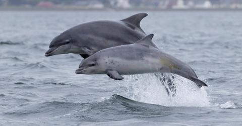 bottlenose dolphin