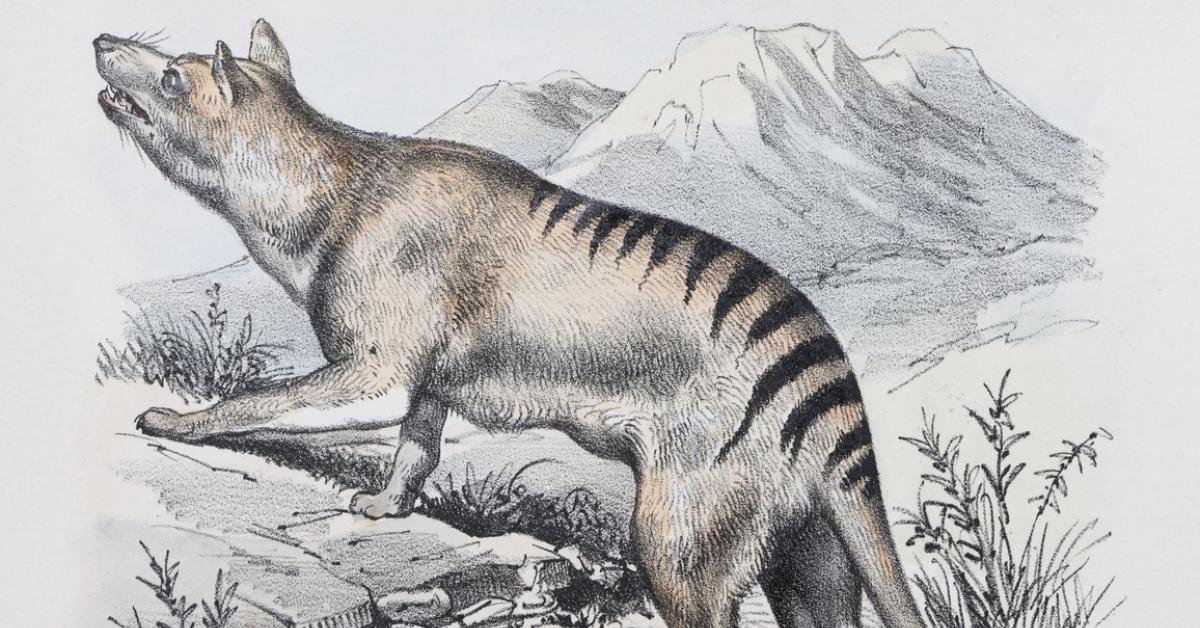 Illustration of a Tasmanian tiger.