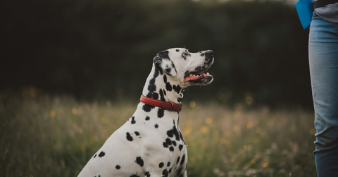 A Dalmatian sits while wearing a red collar