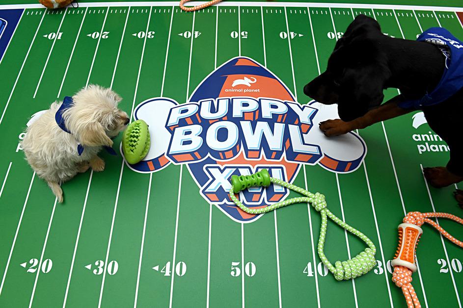 The Puppy Bowl