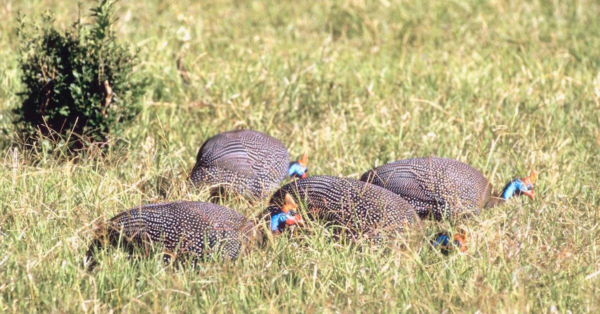 Guinea fowl