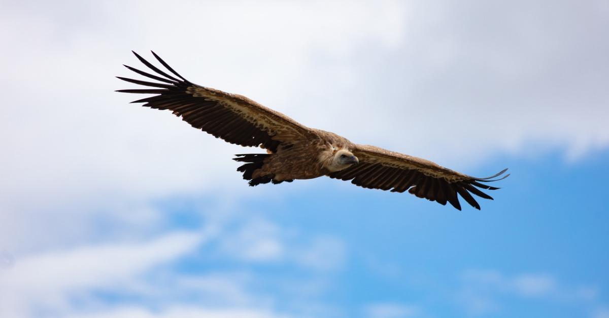 Bird Flying in the Sky