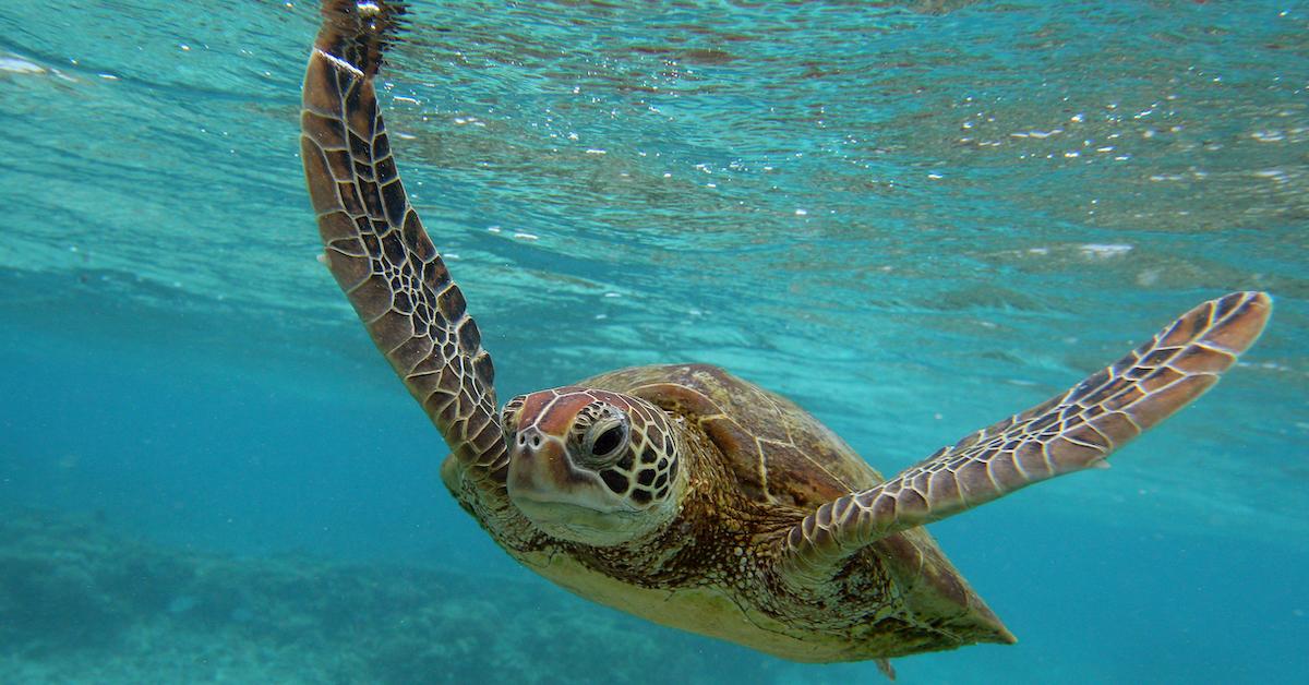 Report: Most Turtles Get Straws Stuck Up Nose While Attempting to