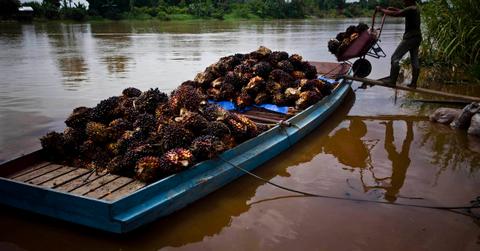 What are some sustainable alternatives to palm oil?