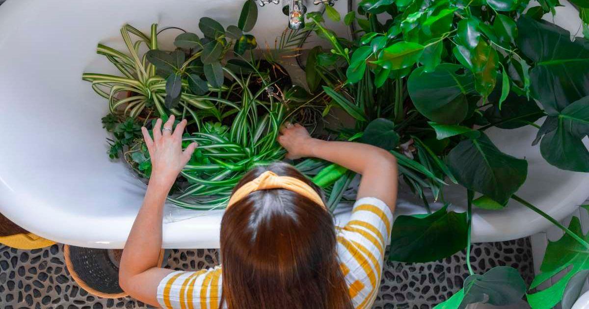 Houseplants in the Bathtub. (Representative Cover Image Source: Getty Images | SolStock)