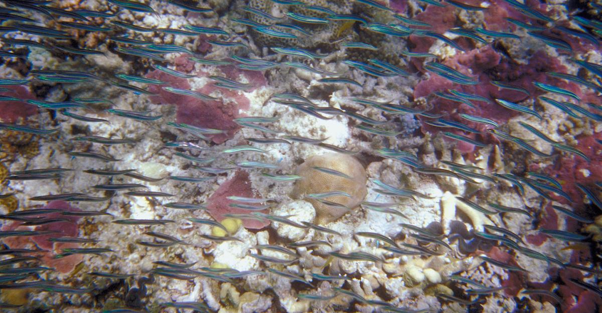 Great Barrier Reef Coal Mine