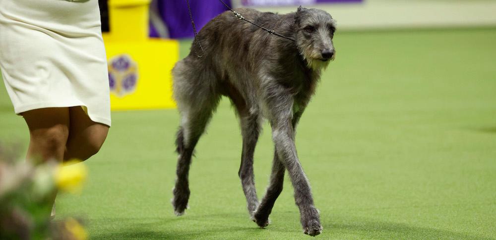 A Scottish Deerhound competing at the 147th Annual Westminster Kennel Club Dog Show in May 2023.