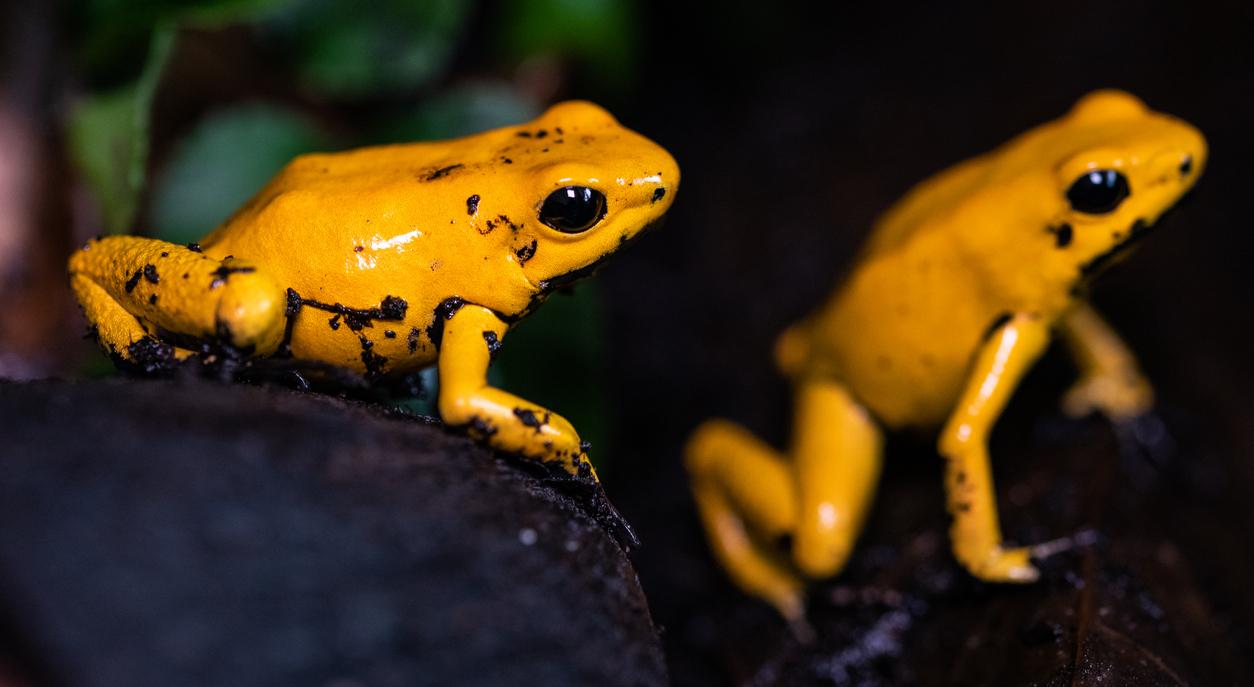 Two golden poison dart frogs.