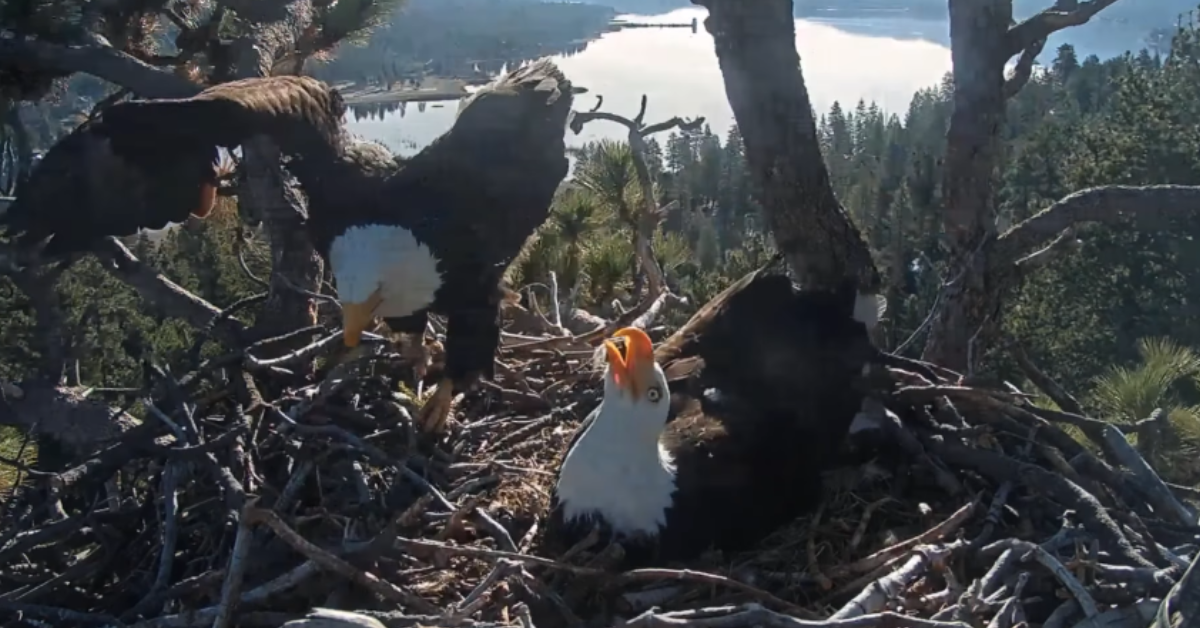 Two bald eagles sit on a nest high in a tree