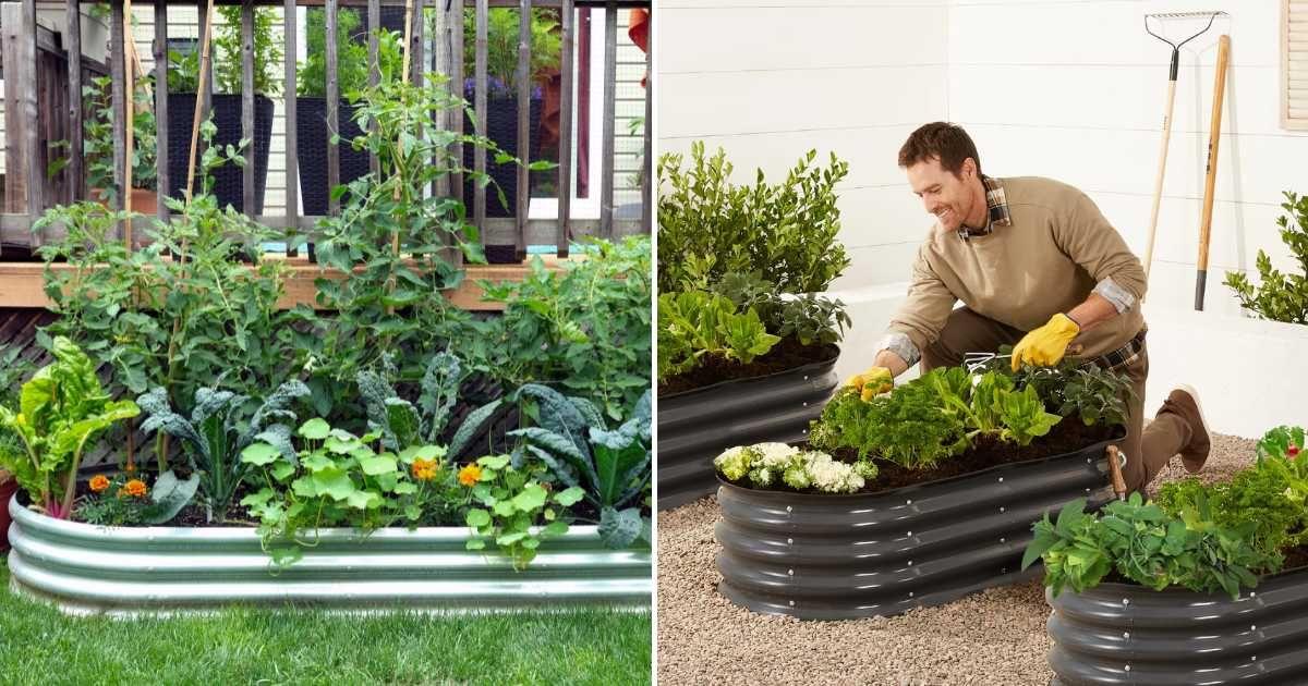 (L) Raised metal garden bed full of flowering and vegetable plants. (Representative Cover Image Source: Getty Images | Joanne Dale) | (R) Man is planting vegetables in Amazon's raised metal garden bed. (Cover Image Source: Walmart)