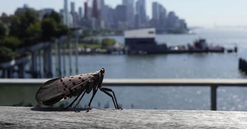 Spotted Lanternfly in New York City. (Cover Image Source: Getty Images | Gary Hershorn / Contributor)