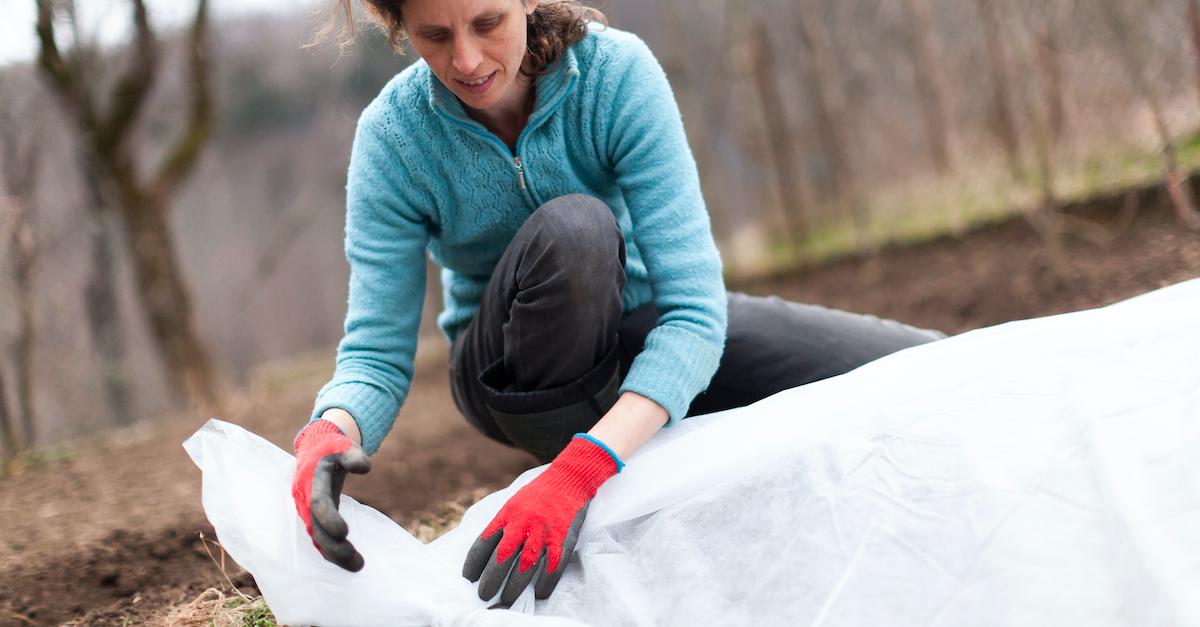 How to Cover Plants for Frost, to Combat the Upcoming Cold Weather