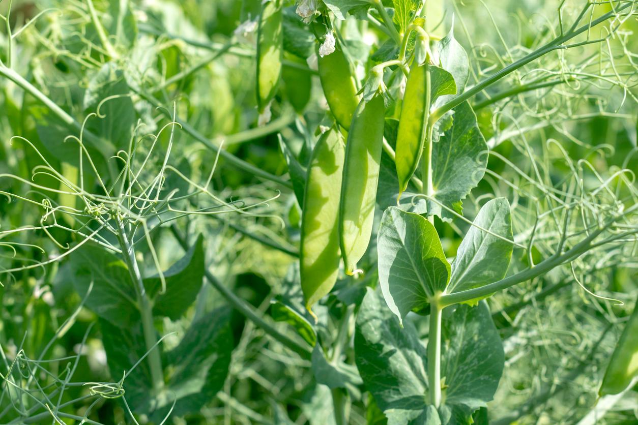 Close up of pea plants in garden