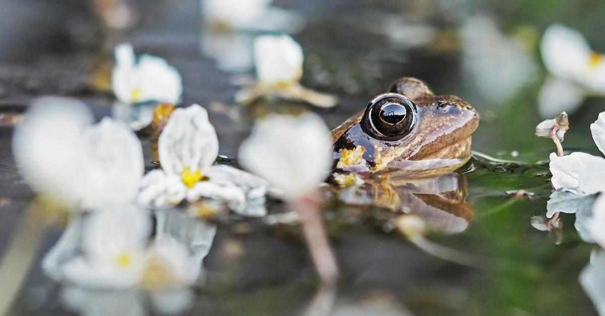 A frog pops their head out from between some water flowers