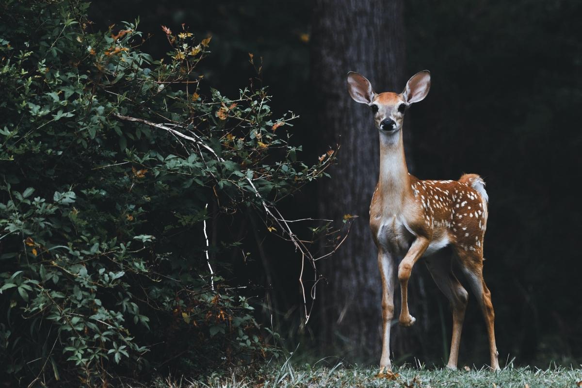 A deer runs in the woods.