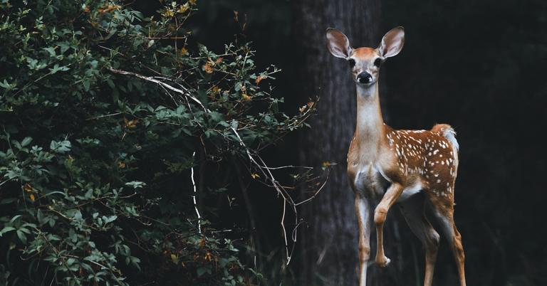What Happens To Animals In Wildfires Everything To Know