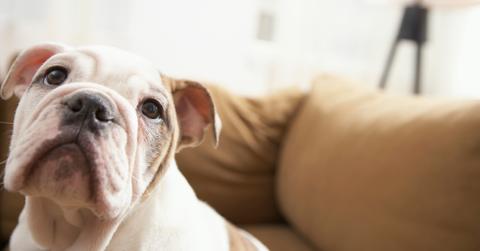 Puppy Mills Banned In New York