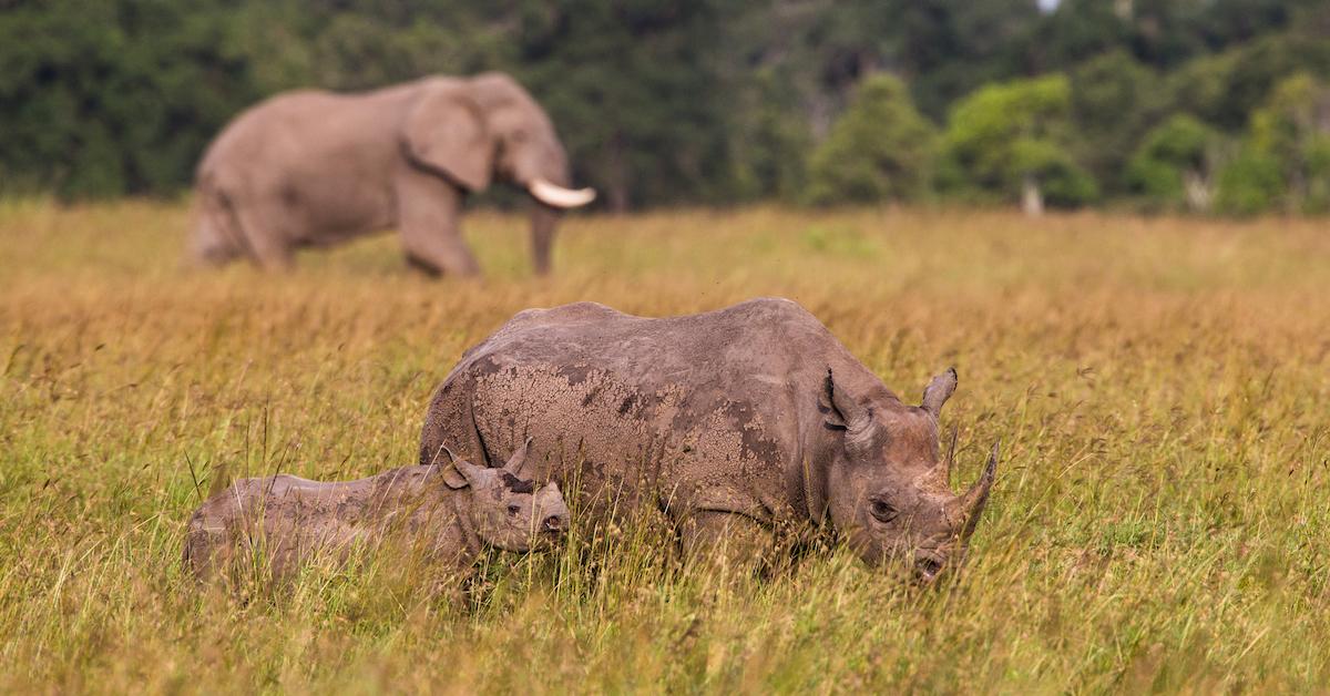 rhino and elephant fight