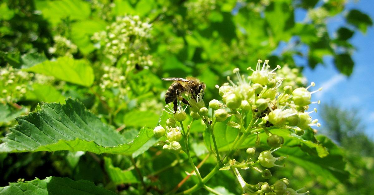 How to Make Mead at Home