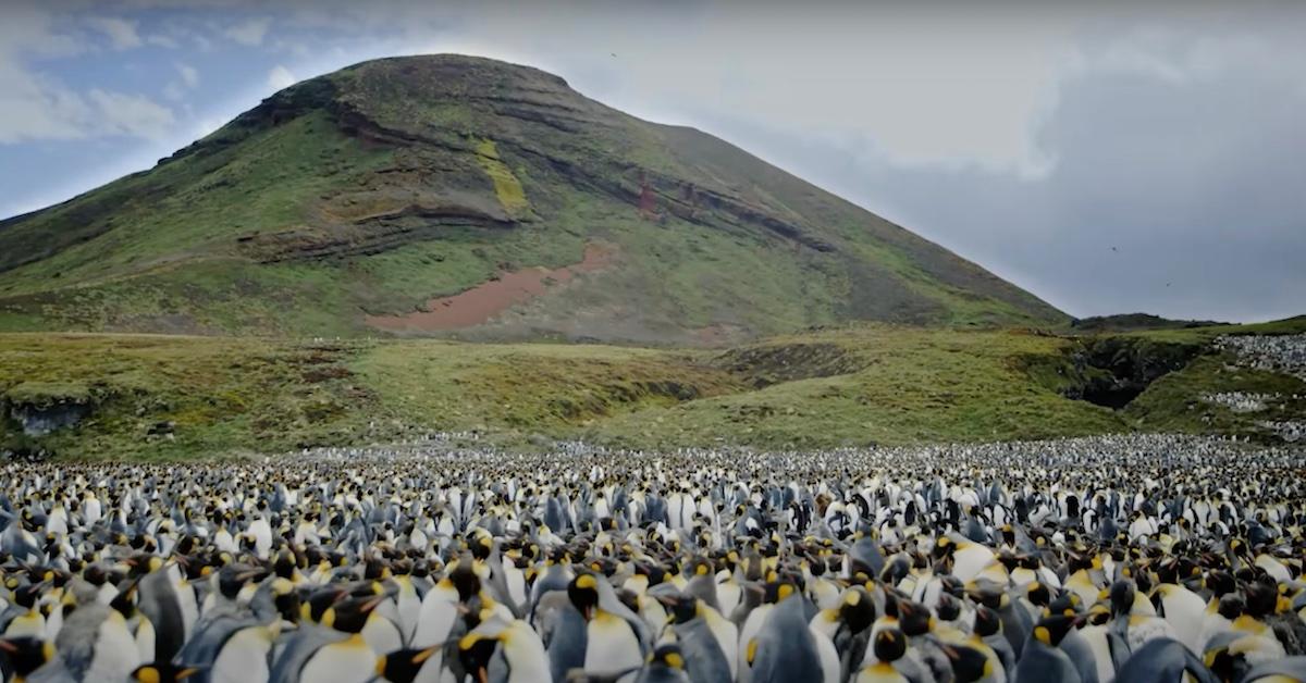 Penguins in 'A Year on Planet Earth' on Fox Nation 