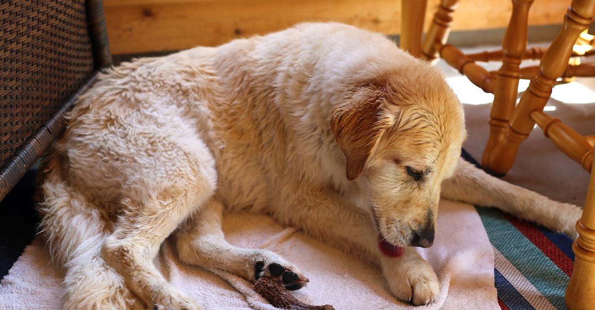 Why Does My Dog Lick His Paws?