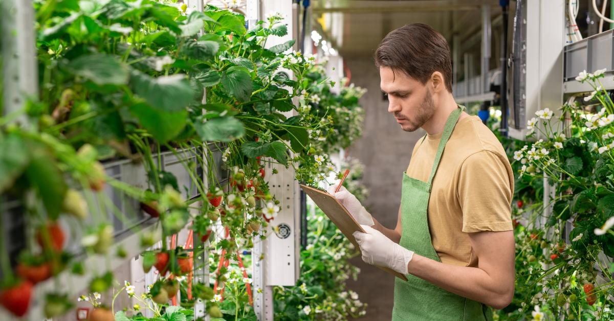 Employee in a vertical farm. 