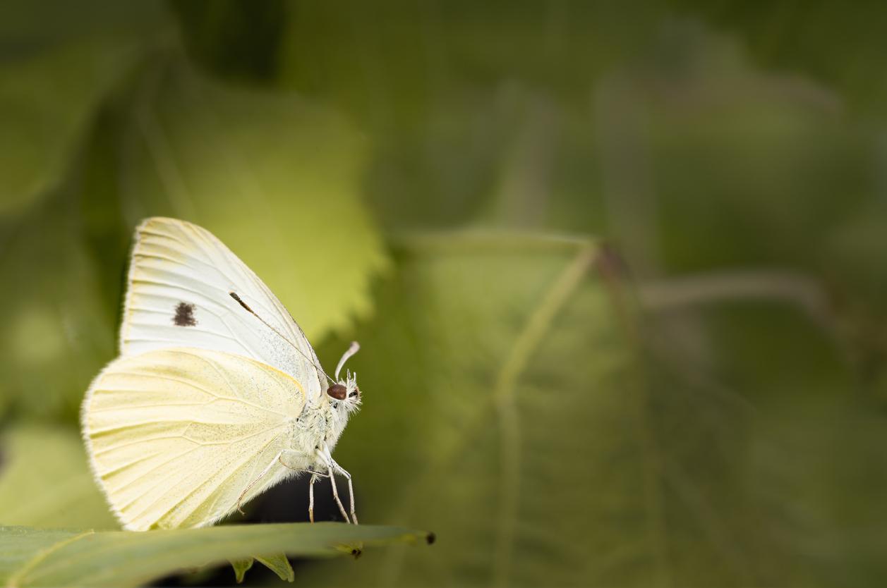 A white butterfly appears perched atop a plant with green leaves in the background.