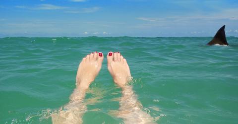 A swimmer's point-of-view with their feet facing outward towards a shark fin.