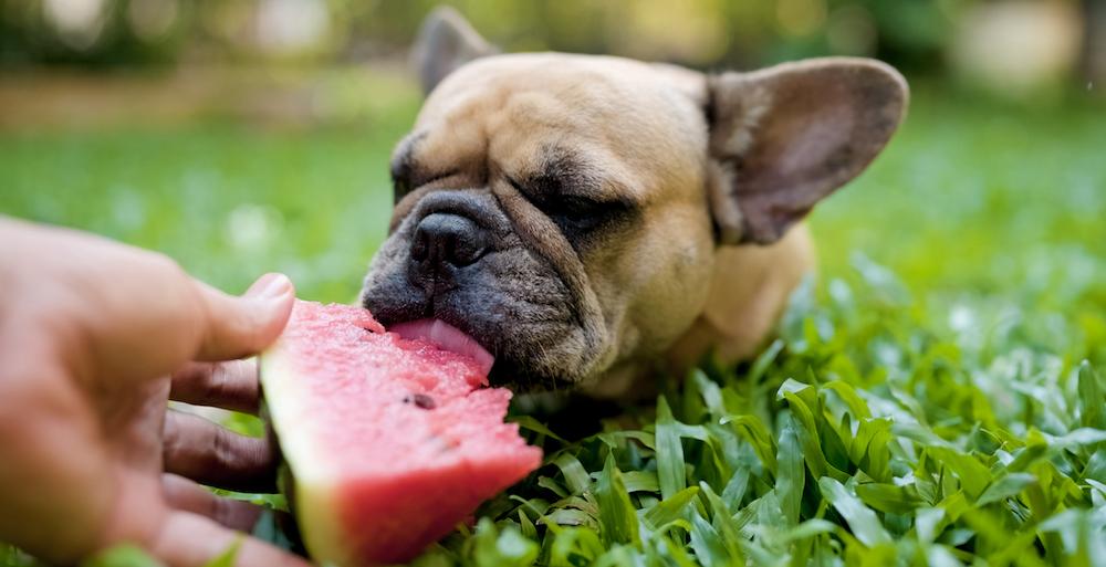 A small dog eating watermelon in the grass.