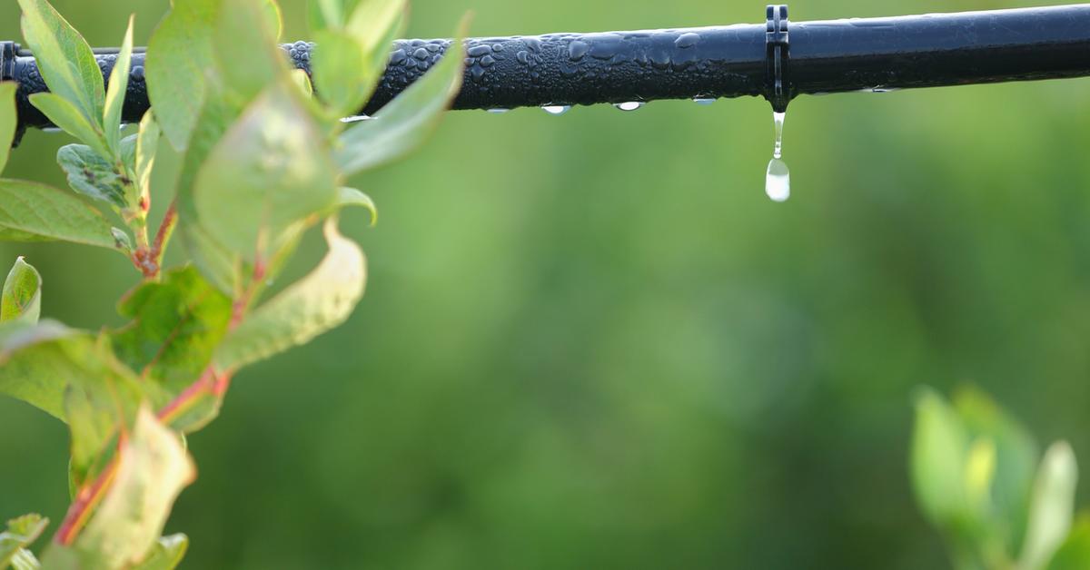 The Ultimate DIY Drip Irrigation With a Garden Hose