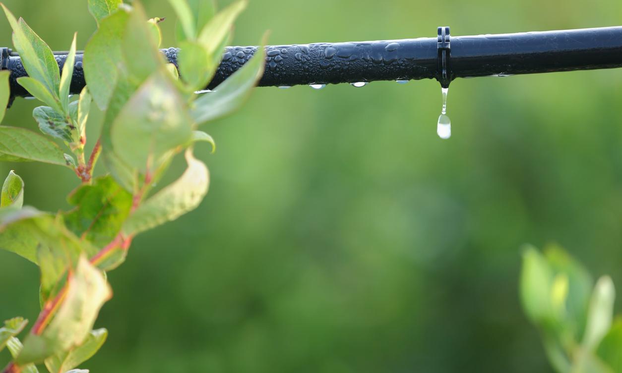 The Ultimate DIY Drip Irrigation With A Garden Hose   Diy Drip Irrigation 1666882236542 