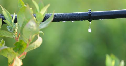DIY Drip Irrigation