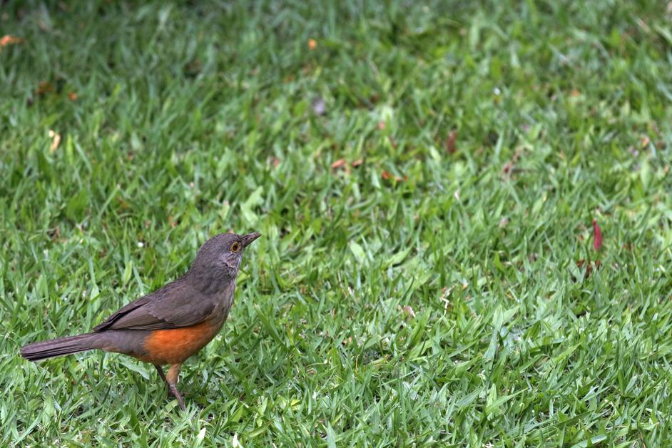 A Rufous bellied thrush in a patch of grass in Bahia, Brazil. 