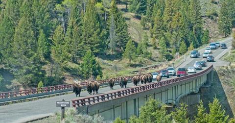 A herd of bison crosses the Yellowstone River while traffic waits behind.(Representative Cover Image Source: Getty Images | CR Courson)
