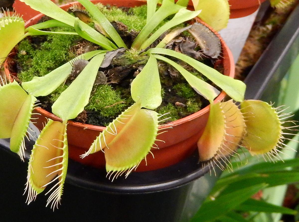 A Venus flytrap plant