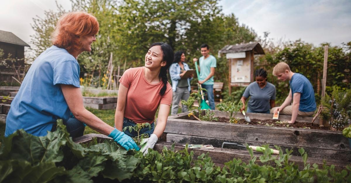 Photo of a group of men and women planting vegetables together in community garden 