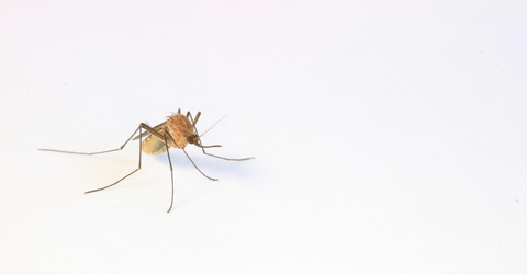 A closeup of a mosquito