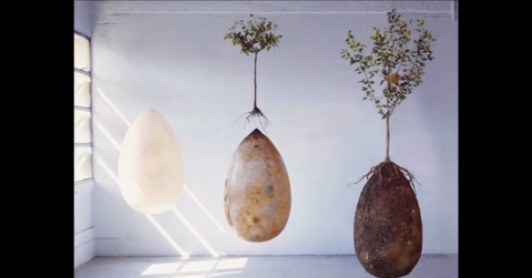 This Italian Burial Process Transforms Your Body Into A Tree