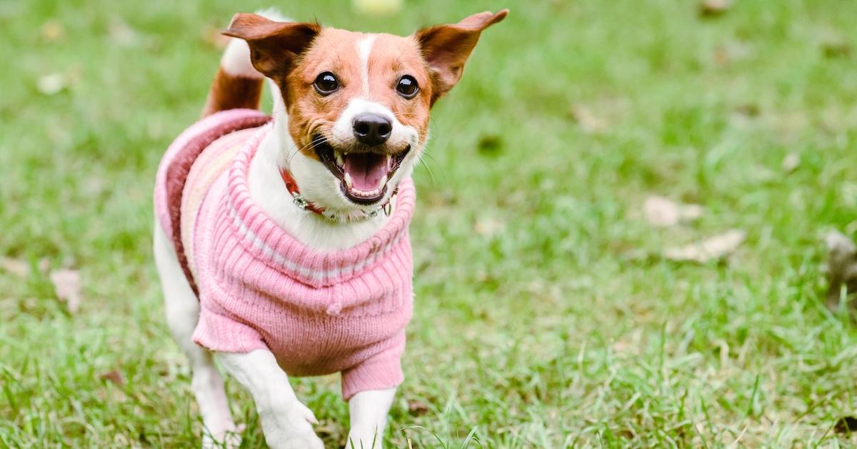 Happy dog wearing pink warm knitted sweater playing in grass