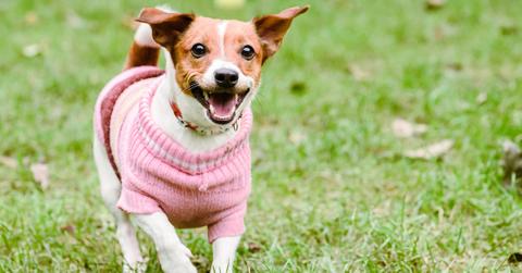 Happy dog wearing pink warm knitted sweater playing in grass