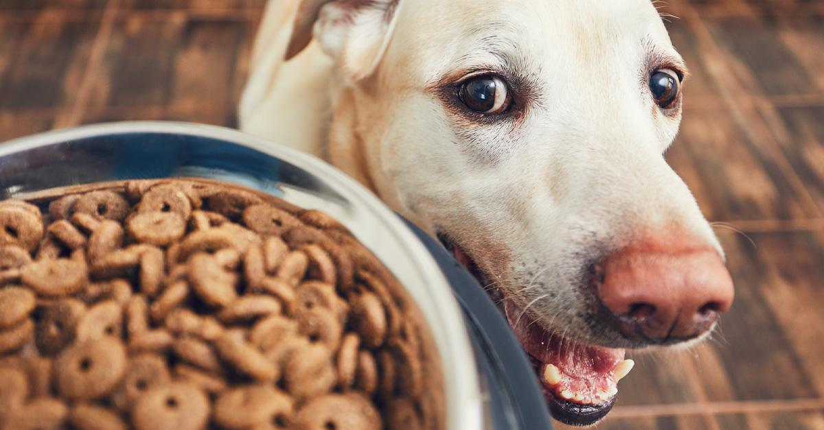 dog looking at a bowl of food