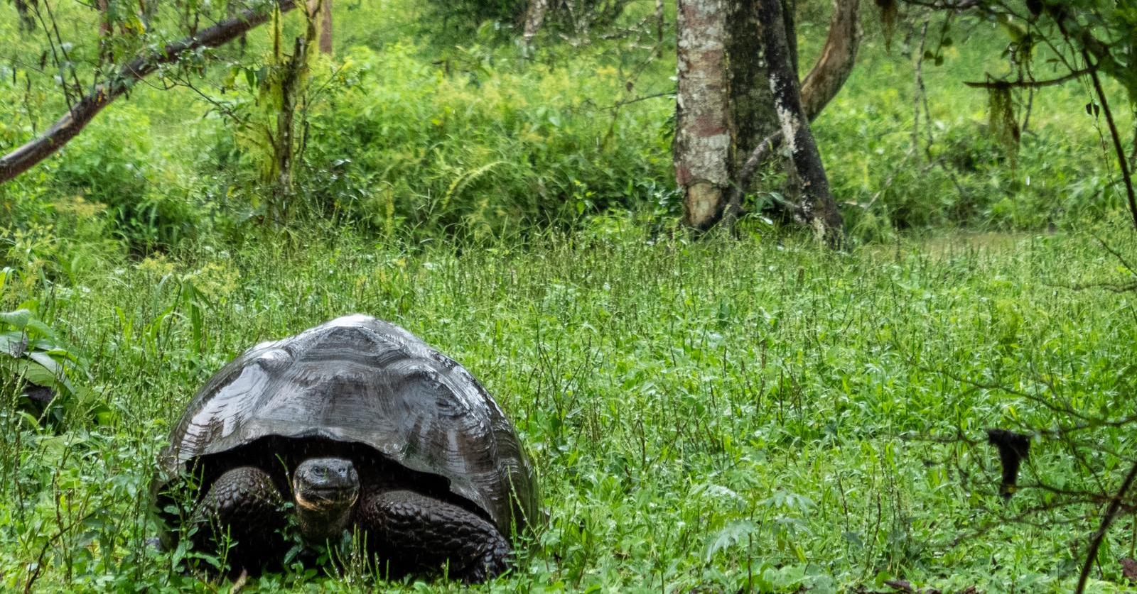 Two Animals Believed to Be Extinct Were Recently Rediscovered