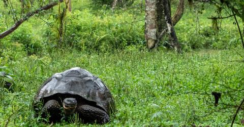 green matters tortoise bee extinct