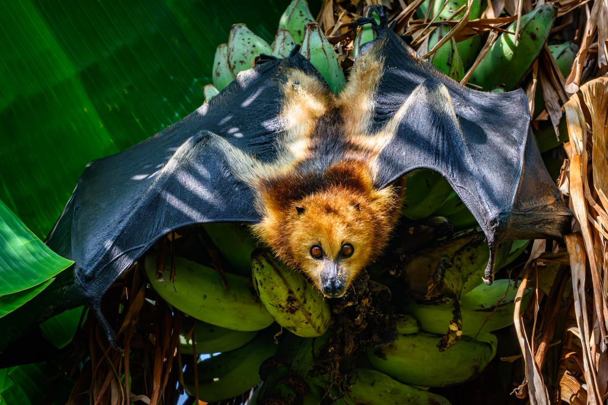 A fruit bat appears with open wings on a banana tree.